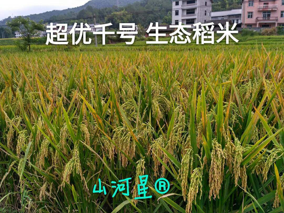 超优千号1000水稻谷种子超级杂交稻亩产吨粮袁隆平世界纪录优质米