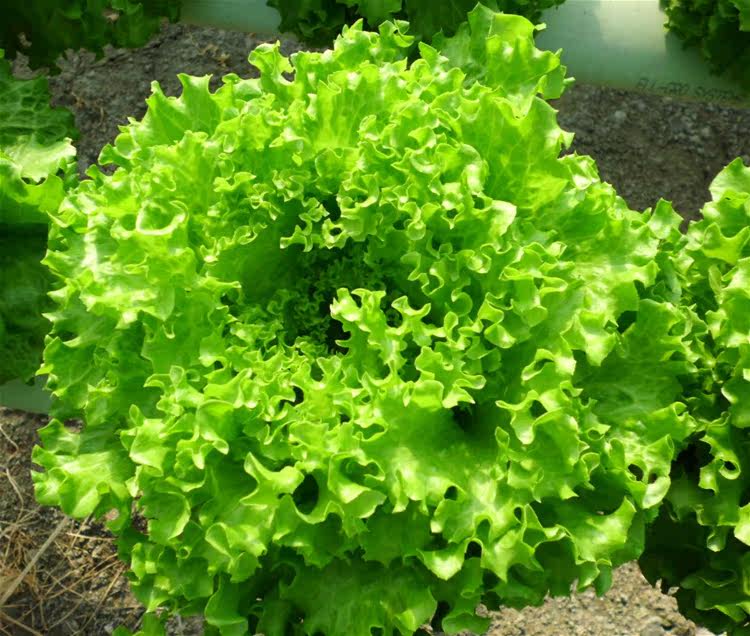 新鲜青菜 蔬菜绿罗莎 绿叶生菜 罗沙绿生菜 西餐配料蔬菜沙拉500g