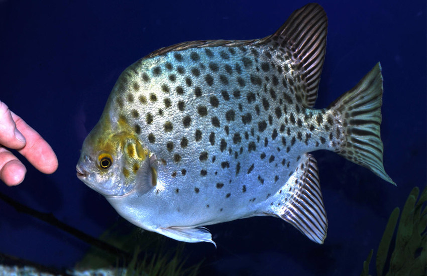 惹不起的鱼,海钓遇见这些鱼赶紧跑