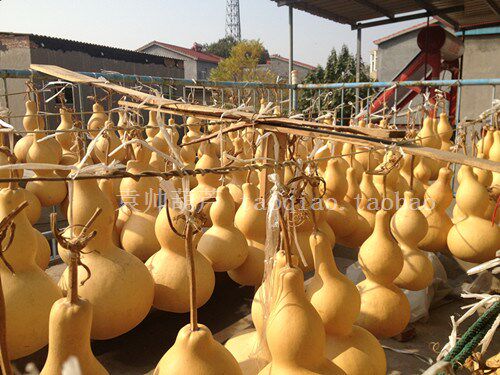 文玩葫芦 亚腰大葫芦3035厘米高天然大葫芦 素葫芦 今年特大批发