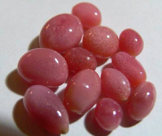 海螺珍珠你知道吗?它的珍贵超乎你想象!