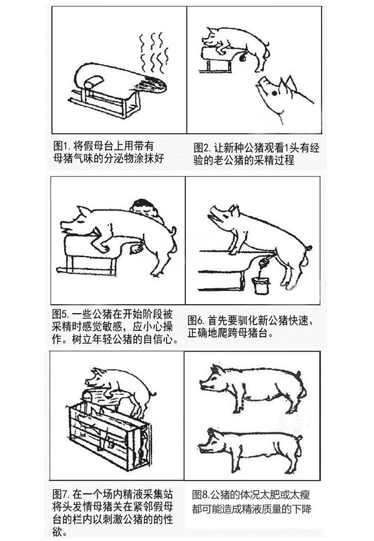 假猪台 猪采精假母台猪用人工授精养殖场设备假母猪台 猪用假母台