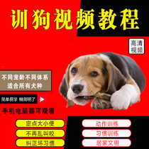 Training dog video Self-learning tutorial training dog Teddy Kimura Labrador Puppy professional training to bite the hand poker correction