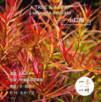 Little red plum one wood one leaf underwater leaf water grass scenery rearview grass fish tank rear view red grass