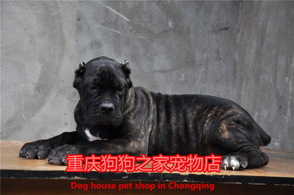 重庆狗狗之家宠物店名犬之家纯种黑色虎斑卡斯罗护卫犬幼犬出售_7折