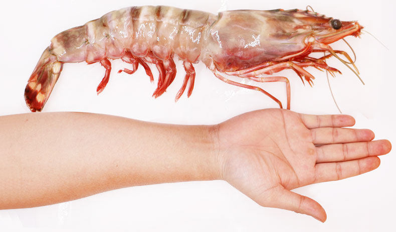 聚福鲜 缅甸进口冻大虎虾10只装 1kg/盒 进口海鲜大虾 红虎虾