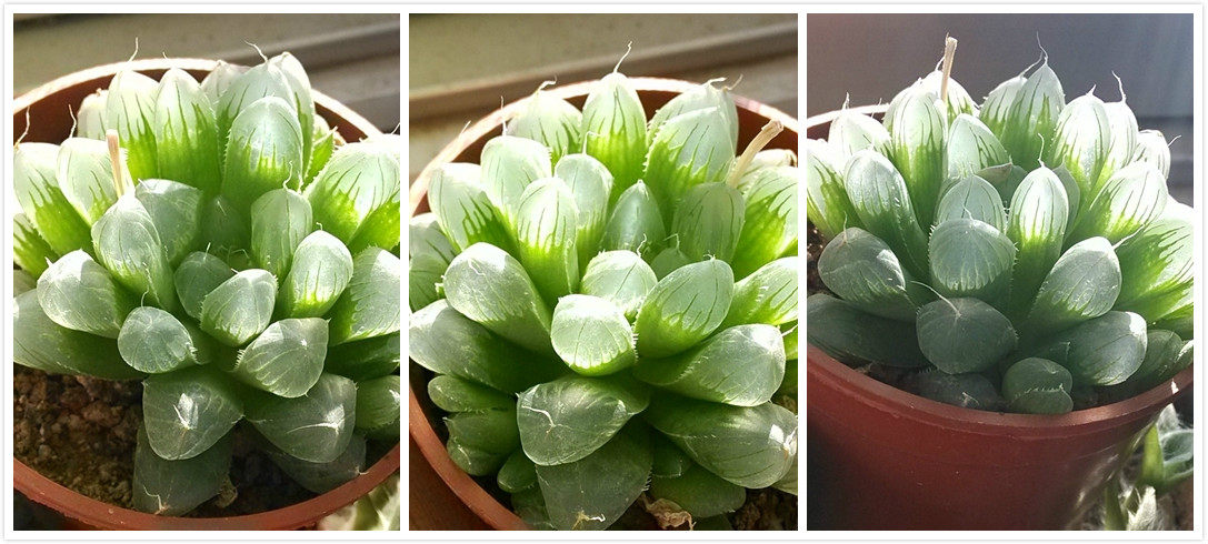 多肉|浓阳正绿 玉露的养殖方法-趣美搭