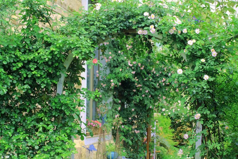 花园满园蔷薇的莉莉花园十三