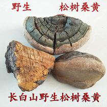 Long white mountain wild pine pine mulberry yellow fire wood layer pore fungus wild mulberry yellow pine mulberry yellow new stock 500 gr