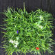 ເບ້ຍຂະຫນາດໃຫຍ່ simulated turf plastic turf ປອມ carpet ຮູບແບບ