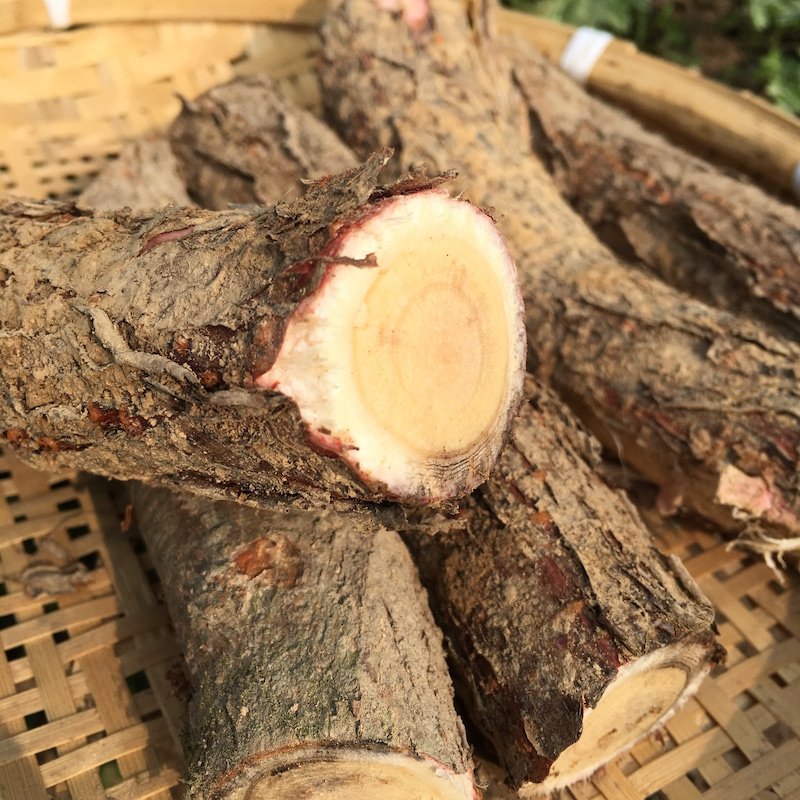 南酸枣树根皮野生新鲜小山枣树根酸枣仁根500g深山中草药材蓝庄