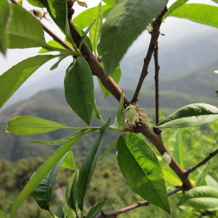 嫩桃树叶 新鲜野生桃树枝 桃叶 祛湿止痒1斤 深山中草药材 蓝庄