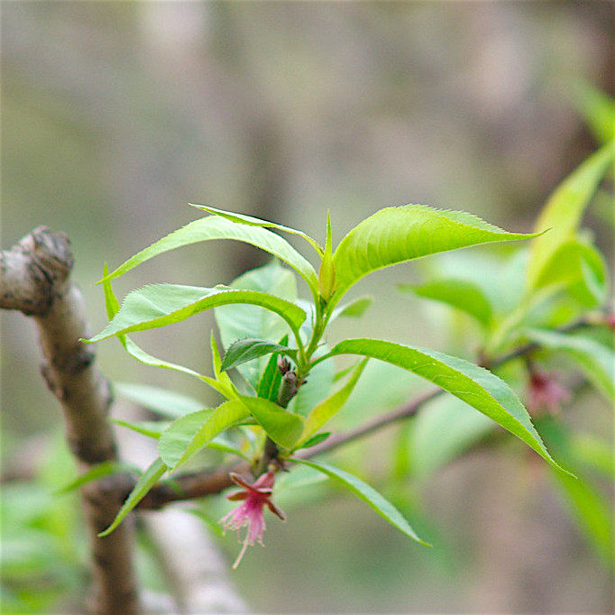 嫩桃树叶 新鲜野生桃树枝 桃叶 祛湿止痒1斤 深山中草药材 蓝庄