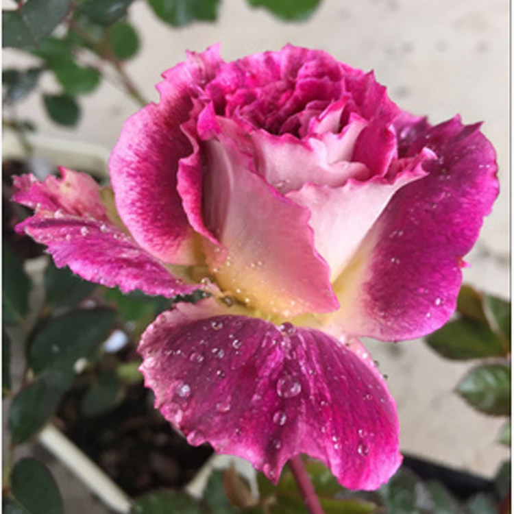 欧洲灌木月季 英国凯瑟琳 kathryn 紫红色和白色的反边_7折现价16元