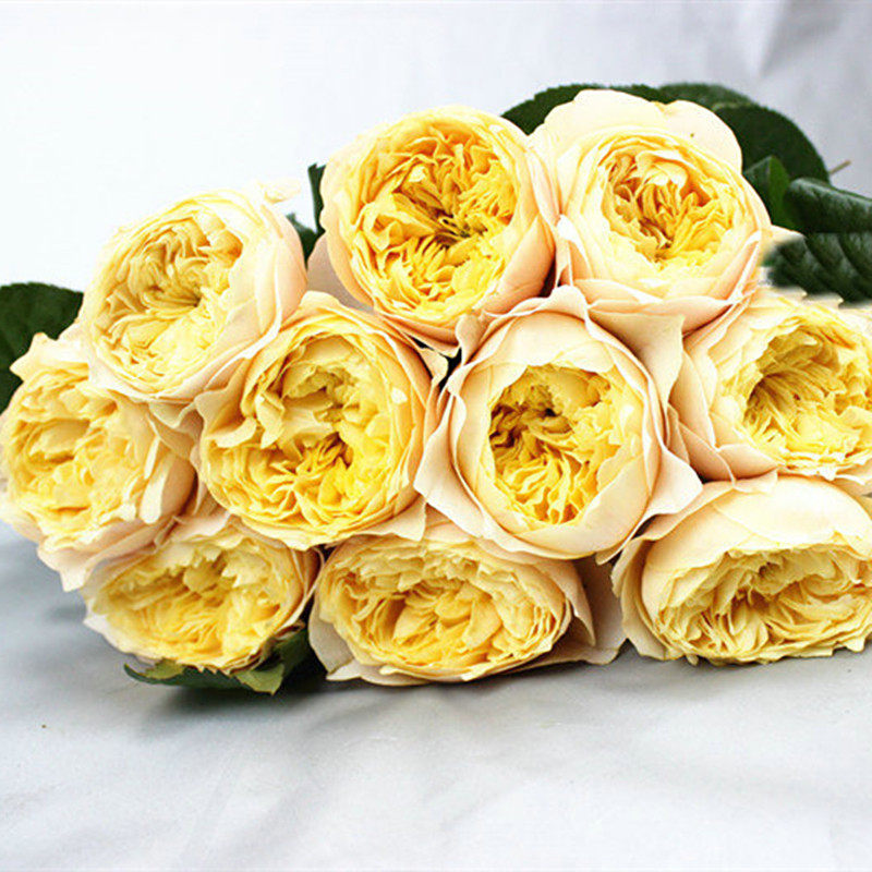 苏青园林 日季 金色珊瑚心golden vuvuzela 灌木切花月季浓香_7折现价