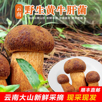 Yunnan Chuxiong Nanhua fresh yellow Boletus yellow laitou yellow fungus red onion white onion see hand Green matsutake green hair