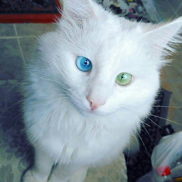这只异瞳波斯猫,长了一双最美的鸳鸯眼