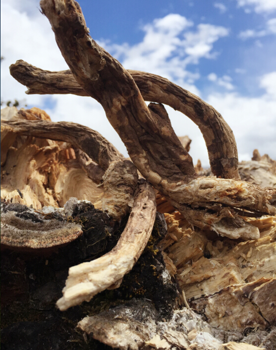 西藏野生当归头 真正藏当归 雪域深山发货 不物超所值 白送给您!