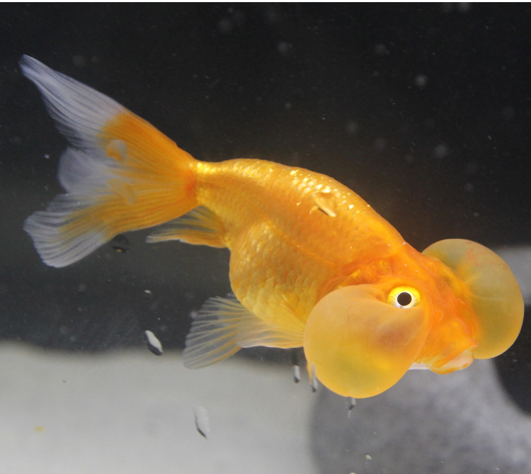 冷水小型鱼小鱼苗鲤鱼观赏鱼淡水鱼锦包邮活体金鱼活体金活体金鱼