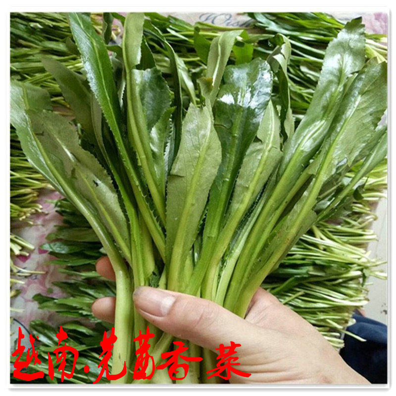越南大香叶新鲜刺芜荽泰国香菜酒店调味料500g农家节日常用配菜