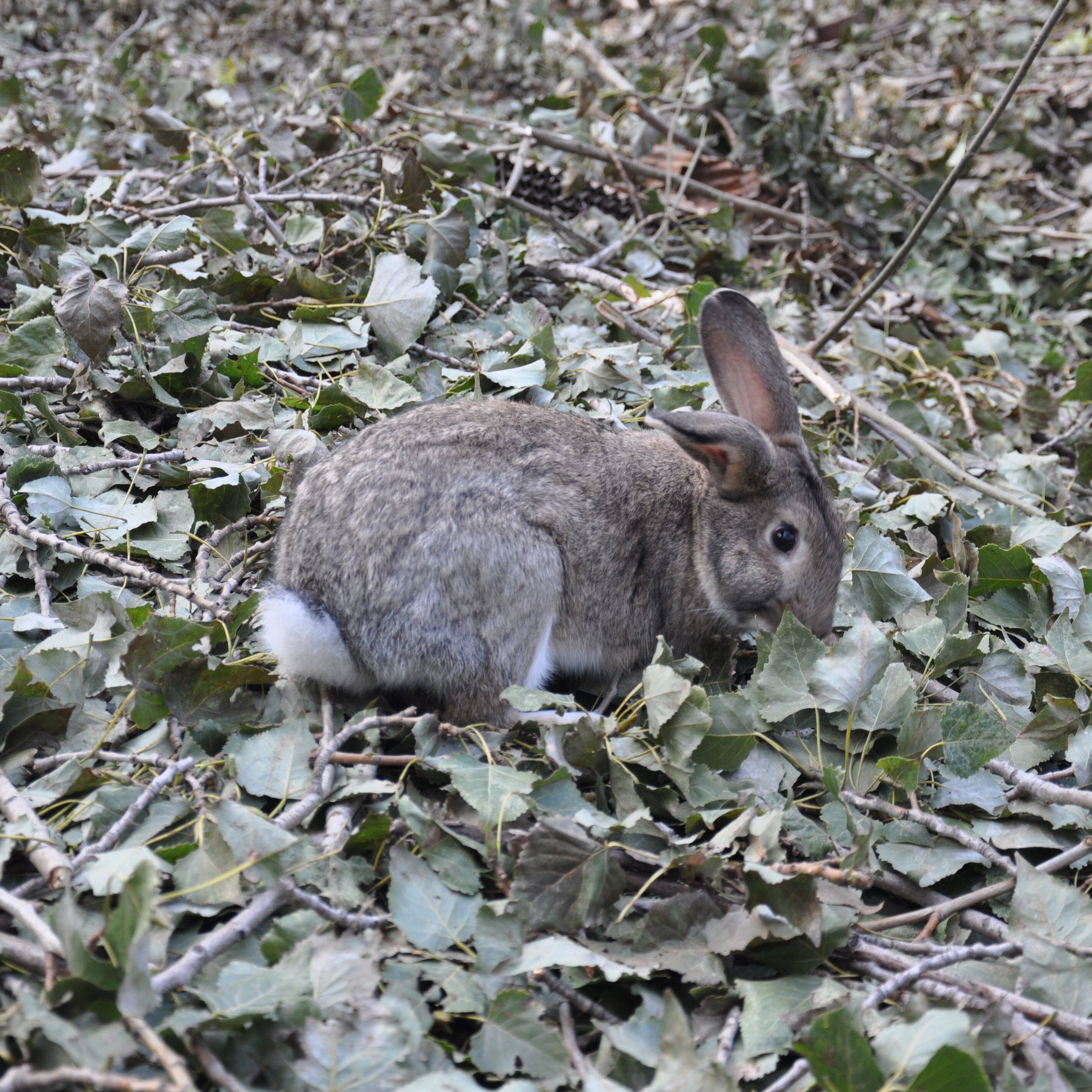 野兔肉兔家兔比利时肉兔杂交野兔新西兰肉兔大活体成年兔5斤包邮