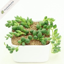 Lovers tears succulents potted Buddha beads hanging pearl chlorophyll meat hanging succulents