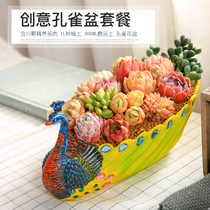Succulents Novice package Peacock succulents platter combination Flower pot with flower pot with Soil Tanabata Festival gift