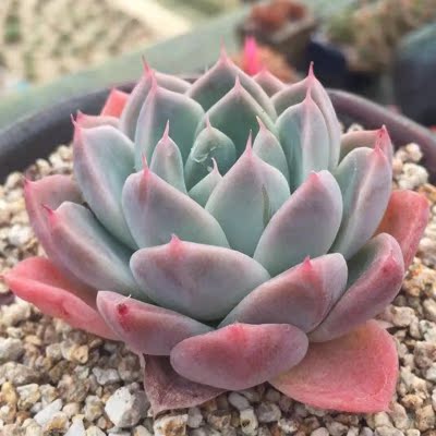 「阿尔巴佳人」韩国进口多肉植物 贵货肉肉叶片砍头 绿植盆栽组合