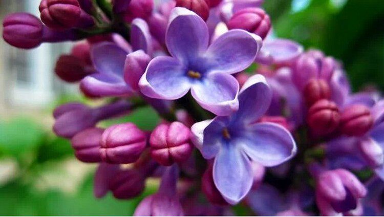 可开花植物丁香树浓香花卉香飘十里 丁香花4年苗【产品高清细节图↓】