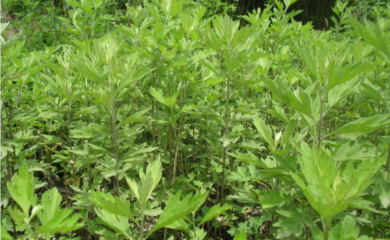 野生艾叶 陈艾草艾叶草 干艾草叶泡脚包泡澡驱寒散湿艾绒艾条艾柱