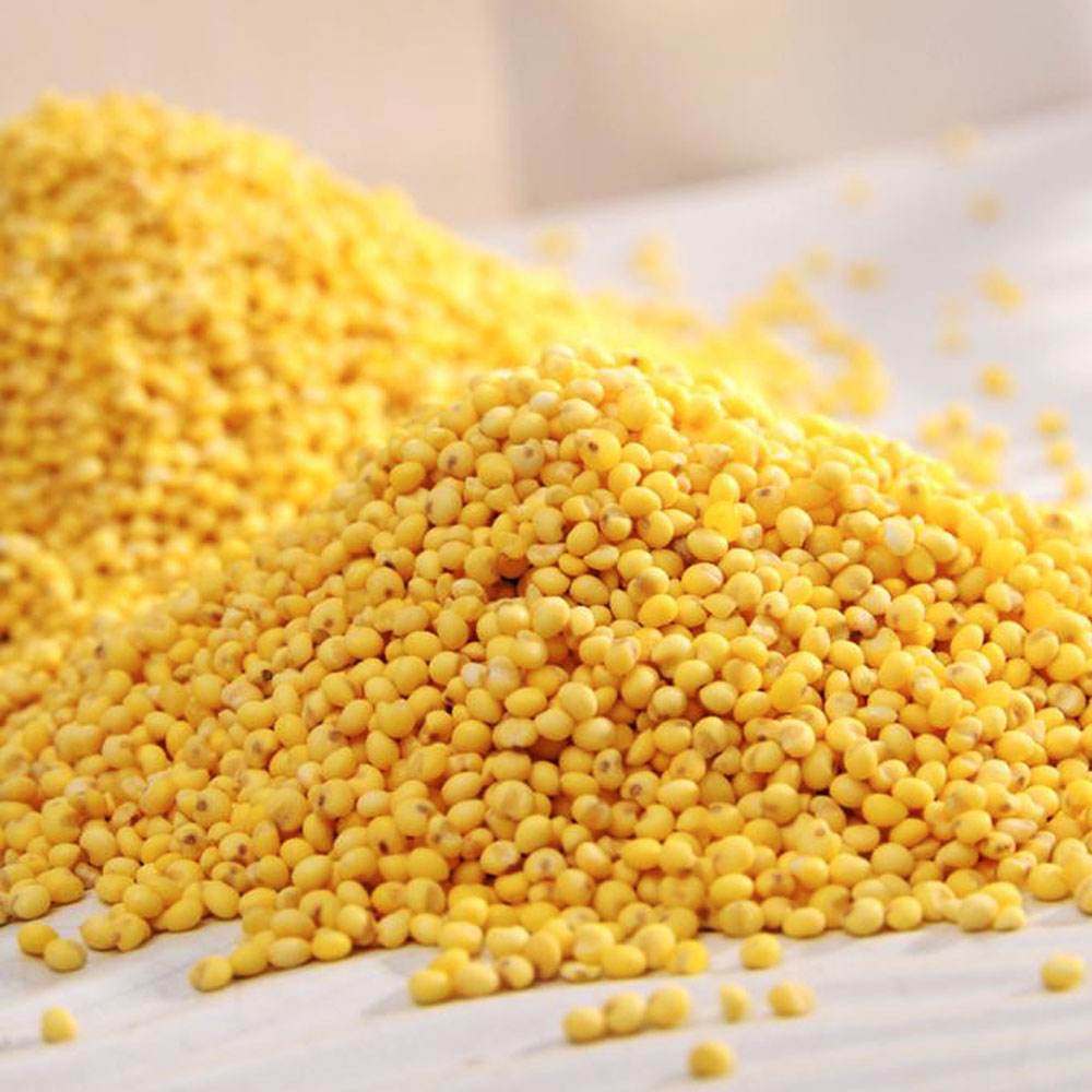 小黄米和大黄米的区别,你知道吗?