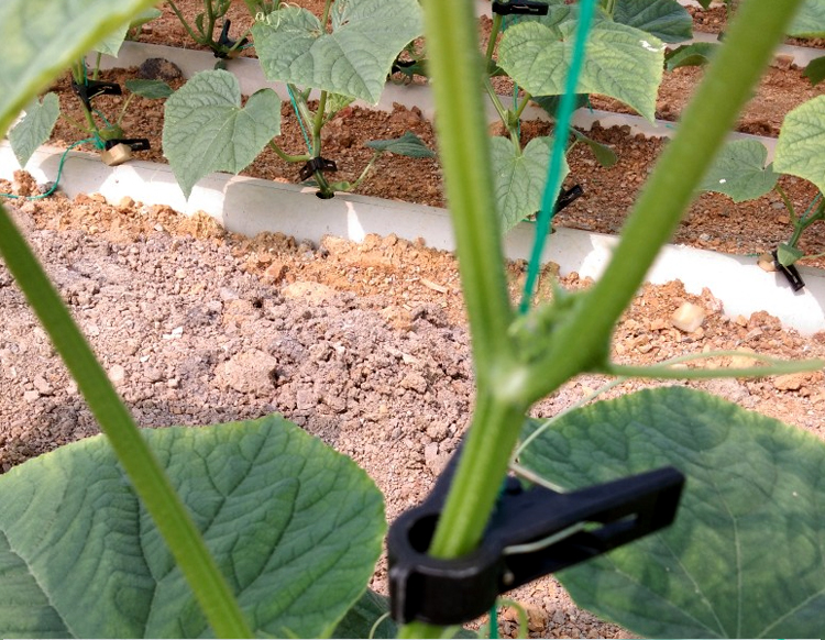 大棚黄瓜西红柿吊秧绳番茄吊蔓绳爬藤网拉绳防老化塑料绳子农用