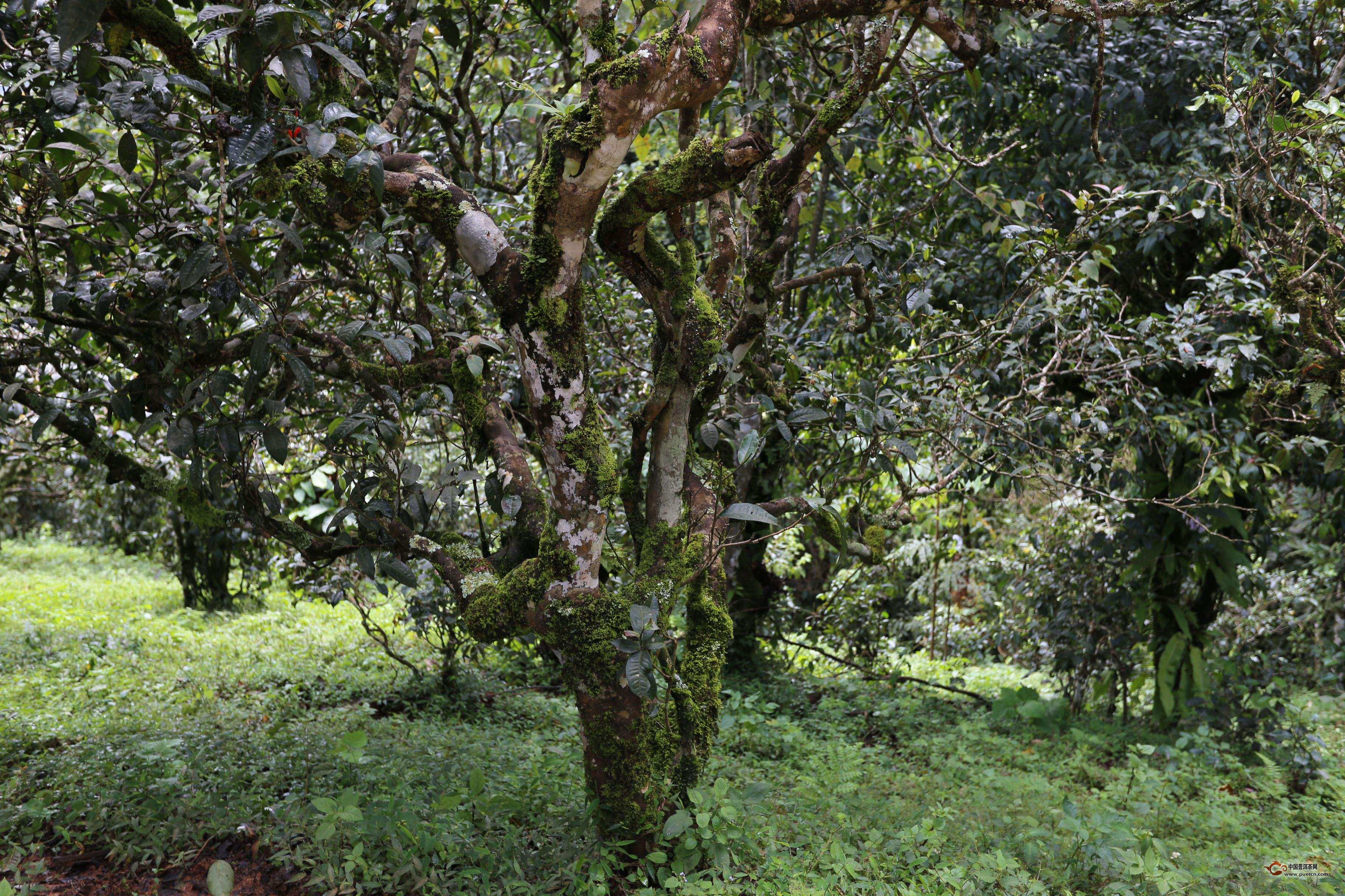 普洱茶春茶,谷花茶,雨水茶要区别理解-趣美搭