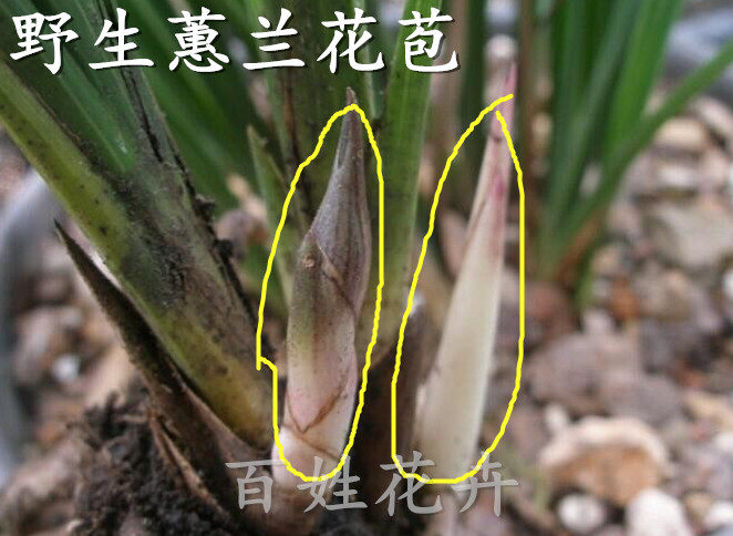 精选带花苞野生连体兰花苗 春兰蕙兰下山兰 兰花兰草 花卉小盆栽