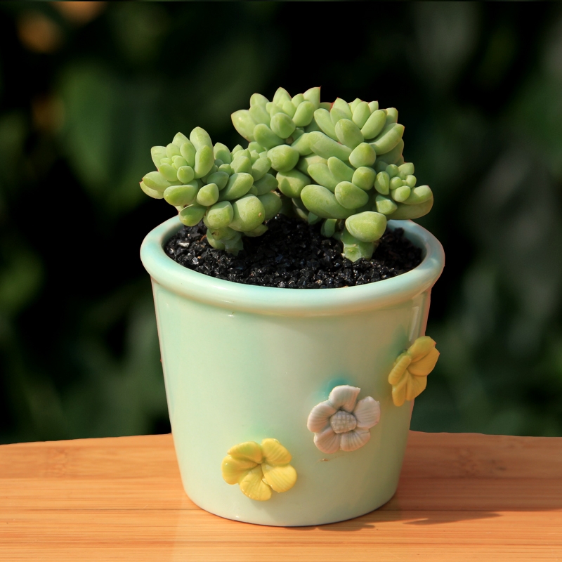 Three sisters flower celadon flower pot ceramic creative hand - made flowers round lovely fleshy flower pot in household indoor the plants