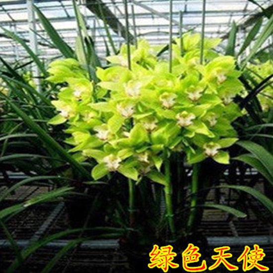 兰花苗墨兰花苗兰花开花苗建兰春兰花苗绿叶开花植物桌面盆栽花苗产品展示图1