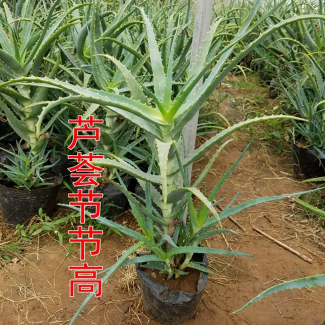 库拉索芦荟美容补水祛痘芦荟盆栽 可食用芦荟植物新鲜芦荟苗产品展示图1