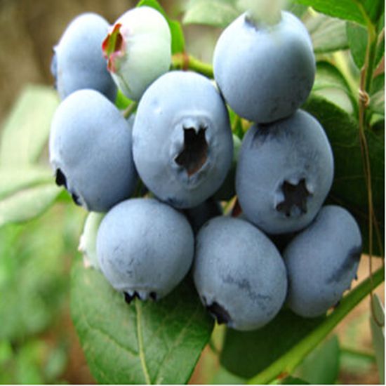蓝莓苗蓝梅树苗果树苗南方北方品种4年苗当年结果盆栽果树苗蓝莓产品展示图1