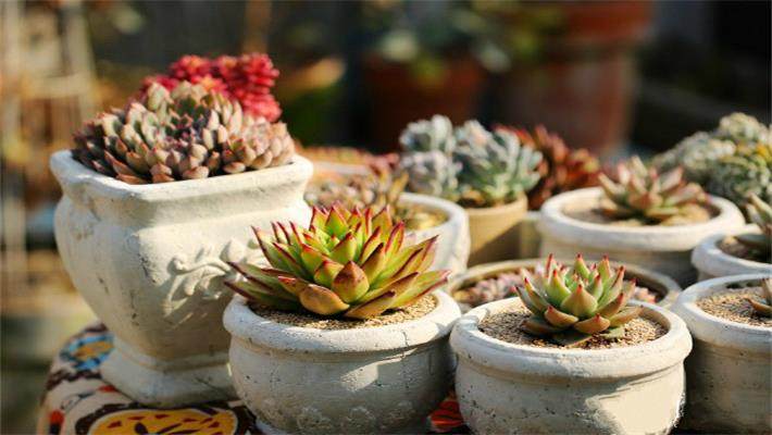 种植多肉,选择陶盆好还是瓷盆好