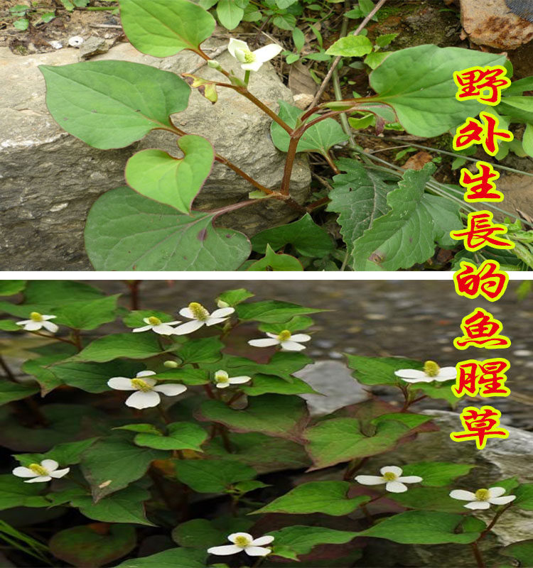 广西野生鱼腥草折耳根草中药材鱼腥草干新货一斤包邮