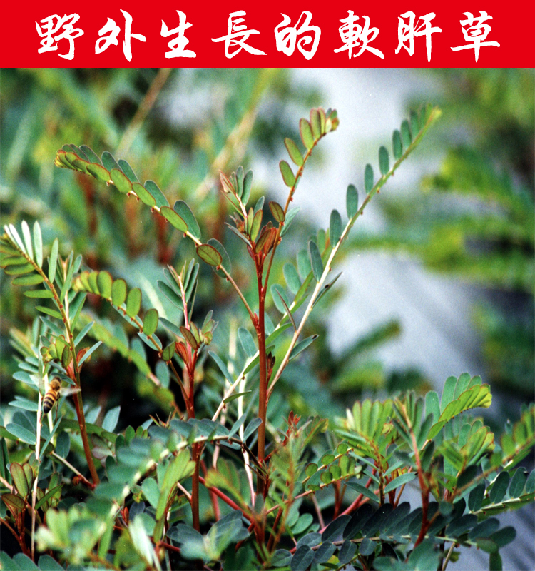 野生中药材新货软肝草 铁甲草 益肝草 乙肝草500克包邮