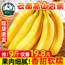 Yunnan Alpine banana fruit fresh big fragrant Coke specialty plantain should Season natural ripe sweet whole box 10