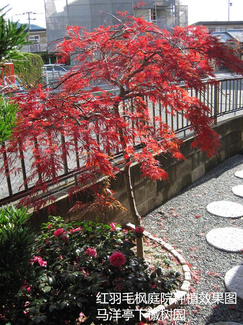 红羽毛枫 朱红枝垂 日本枫树红枫庭院树彩叶枫 盆栽2年