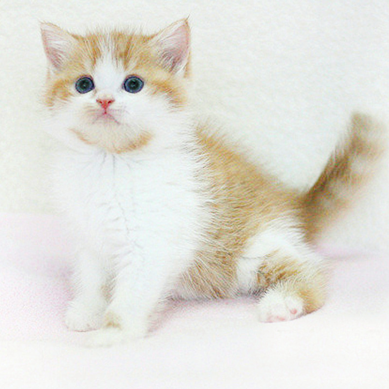 活体美国短毛猫苏格兰折耳美短纯种家养立耳银棕虎斑