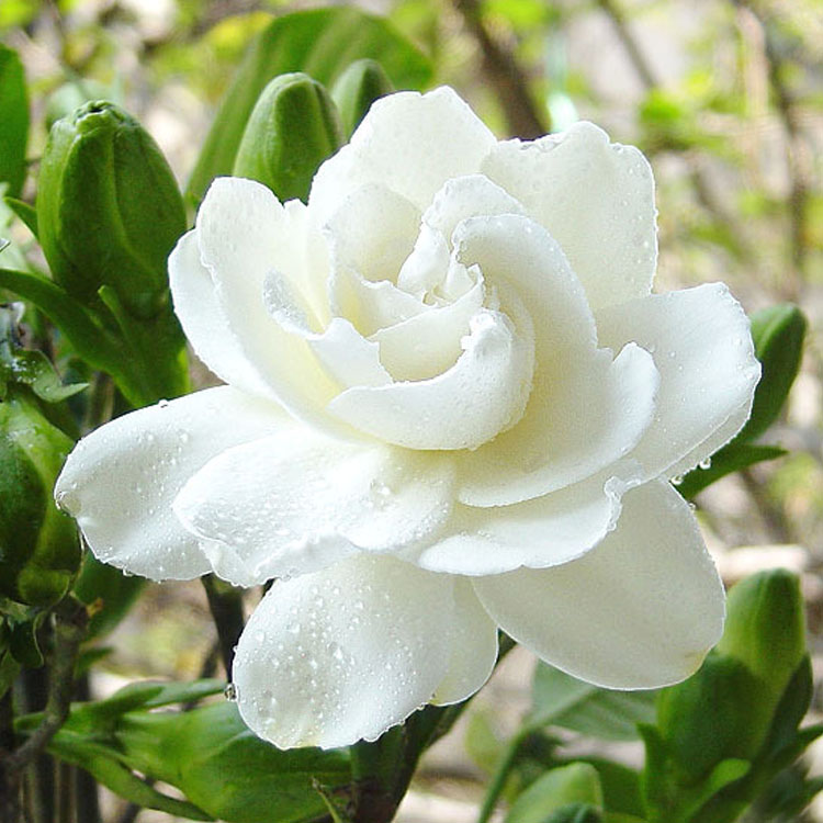 栀子花盆栽苗四季花卉室内桅子花 绿色植物客厅阳台花草观花盆景