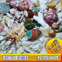 Natural conch shell blemish conch set fish tank landscape conch mixed set set decoration ornaments