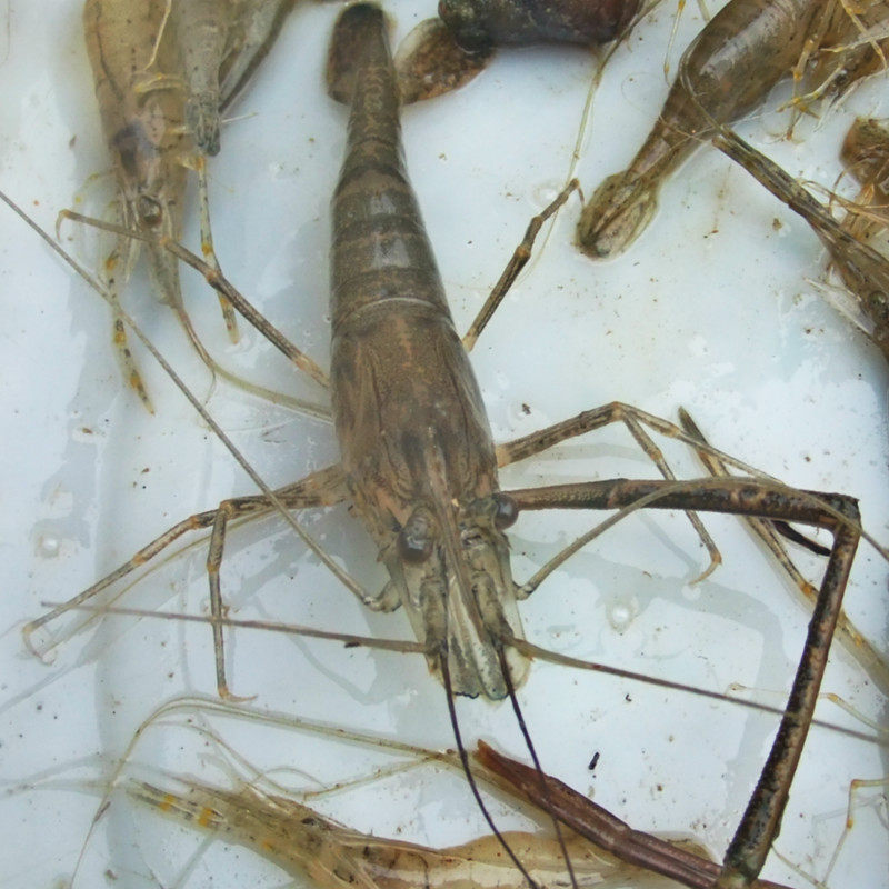 野生河虾淡水虾子青虾活体新鲜沼虾冻河虾草虾2斤包邮