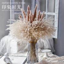 Reed Dawn Dusty Pureed Dried Flowers Bouquet Real Natural Ins home Decorative Pendulum Fitting Diy Mesh Red Photography Shop Window Props