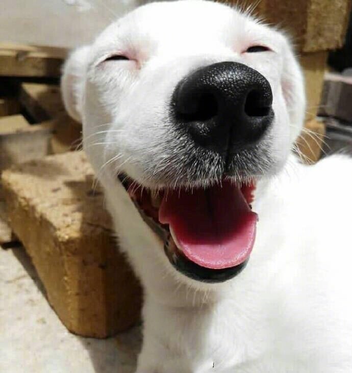 唯有发自内心的真诚微笑才能感染人[哈哈]