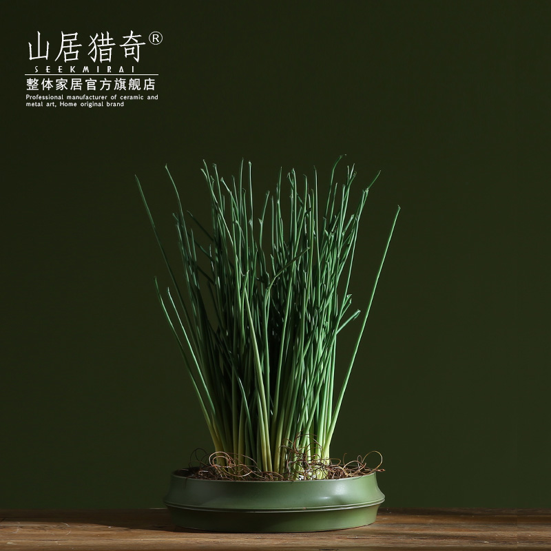 Lucky bamboo now rising refers to hydroponic flower implement creative home indoor meaty plant ceramic bamboo flower pot